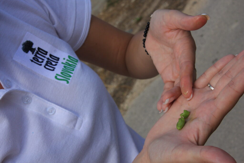 Kontrola olejnatosti oliv pri zbere