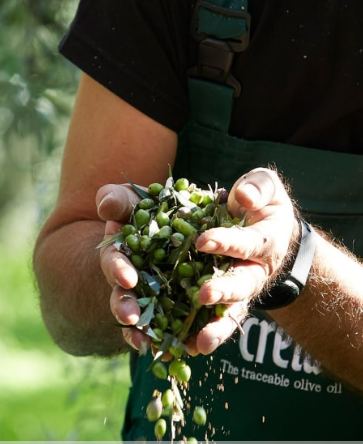 Kontrola stavu oliv pri zbere