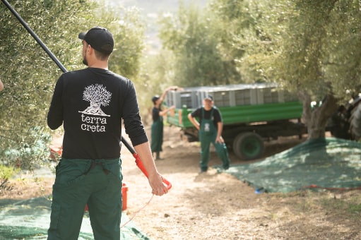 Zber Oliv Terra Creta ručne a šetrne