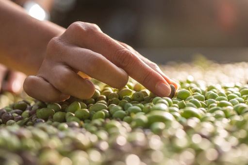 Starostlivý výber oliv pred vstupom do mlynu